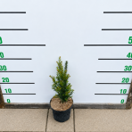 Tis obyčajný (Taxus baccata) - výška 20-40 cm, kont. C2L